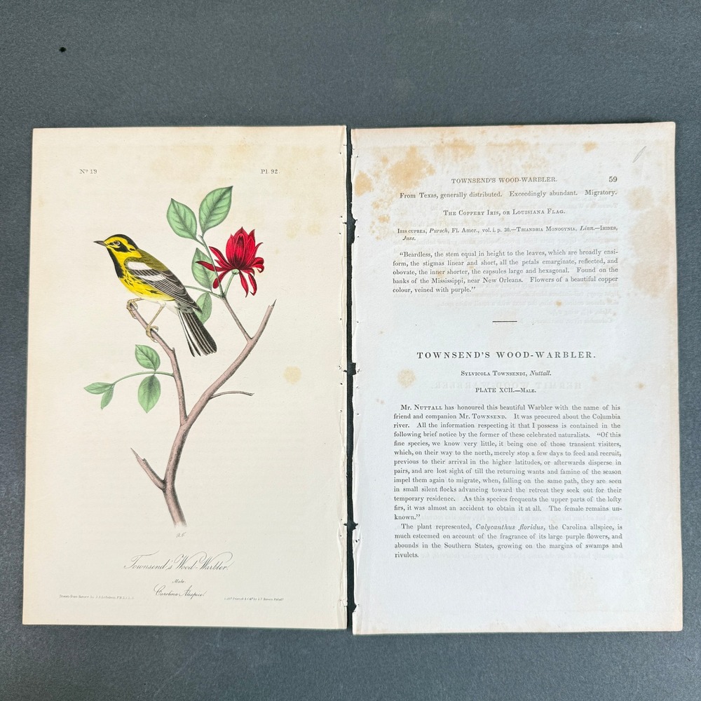 John James Audubon Townsend's Wood-Warbler Pl 92 Hand Colored Lithograph